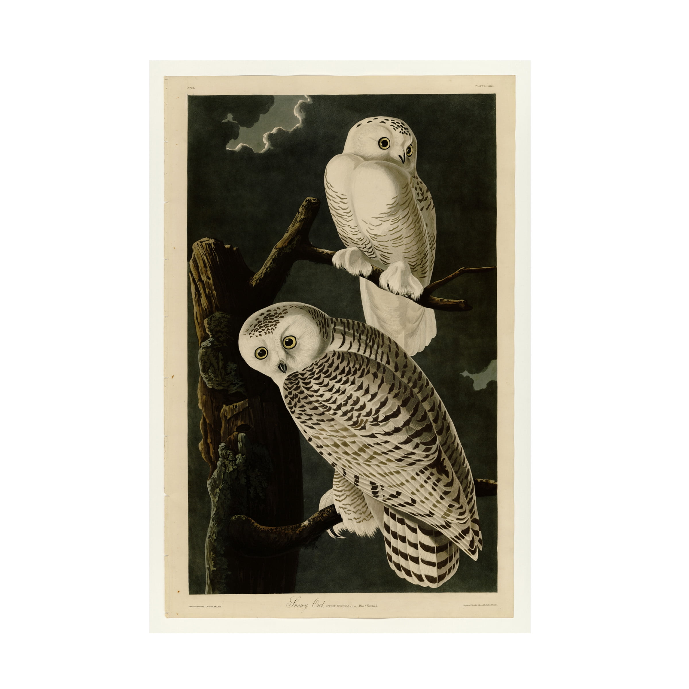 John James Audubon 'Snowy Owl' Canvas Art