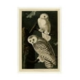 thumbnail image 1 of John James Audubon 'Snowy Owl' Canvas Art, 1 of 4