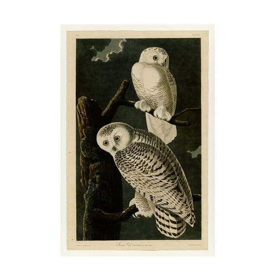 John James Audubon 'Snowy Owl' Canvas Art