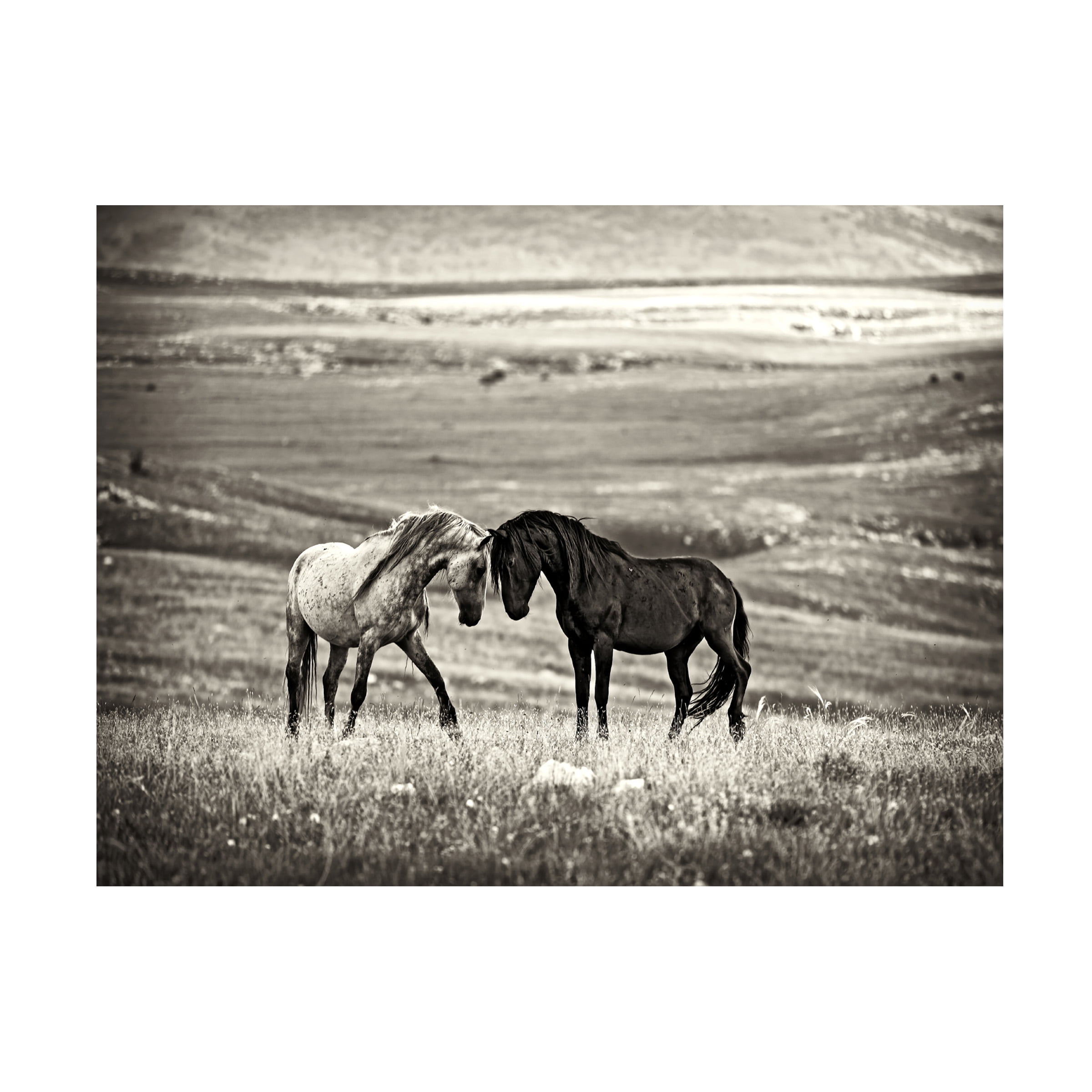 Vedran Vidak 'Close Encounter' Canvas Art