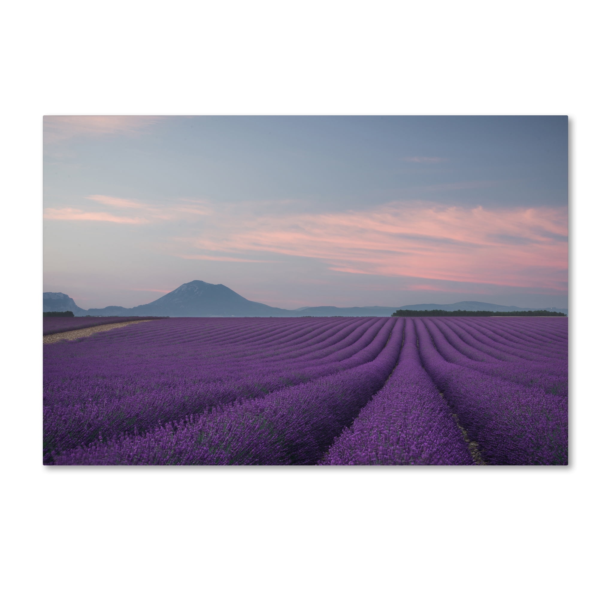 Rostovskiy Anton 'Lavender Field' Canvas Art