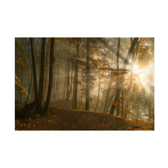 Norbert Maier 'Forest Light' Canvas Art