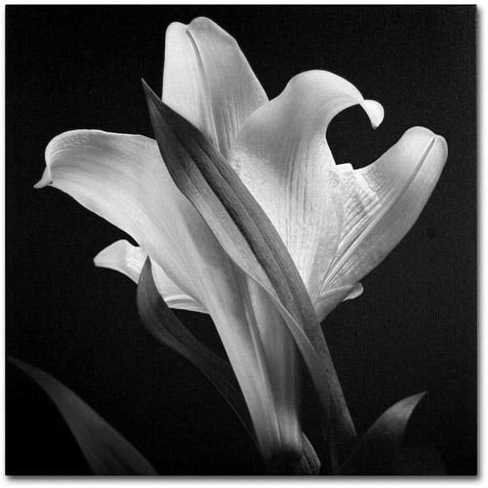 Black and White Lily Flower Canvas Wall Art