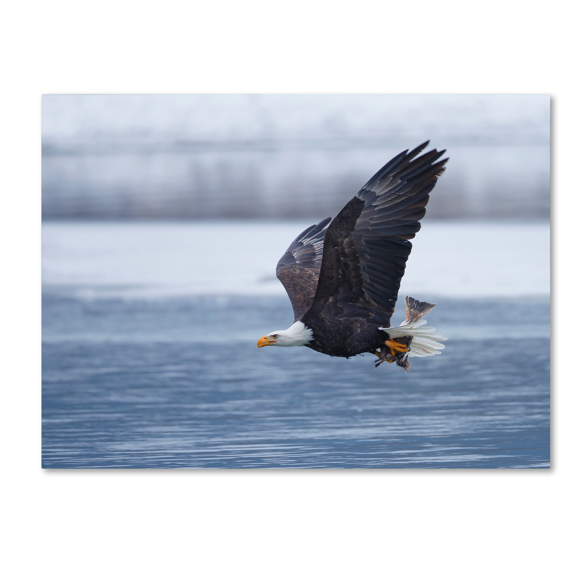 Shlomo Waldmann 'Bald Eagle' Canvas Art