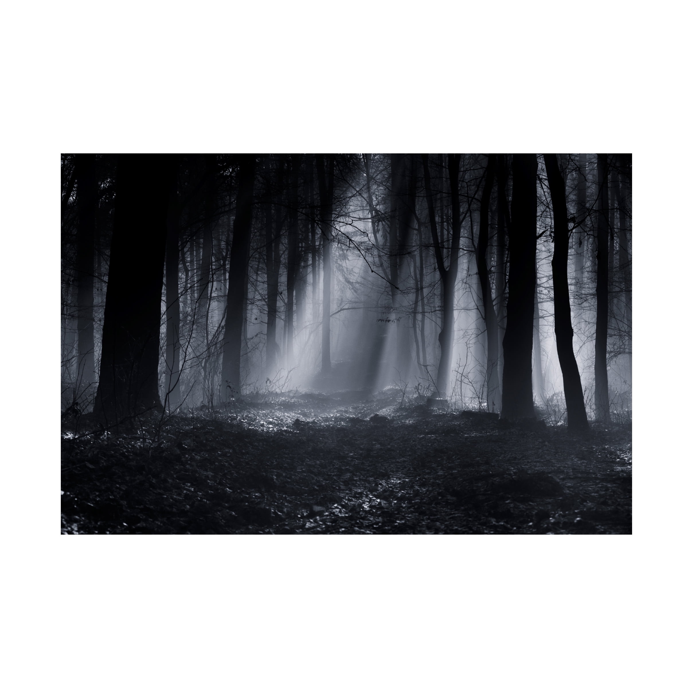 Julien Oncete 'Capela Forest' Canvas Art