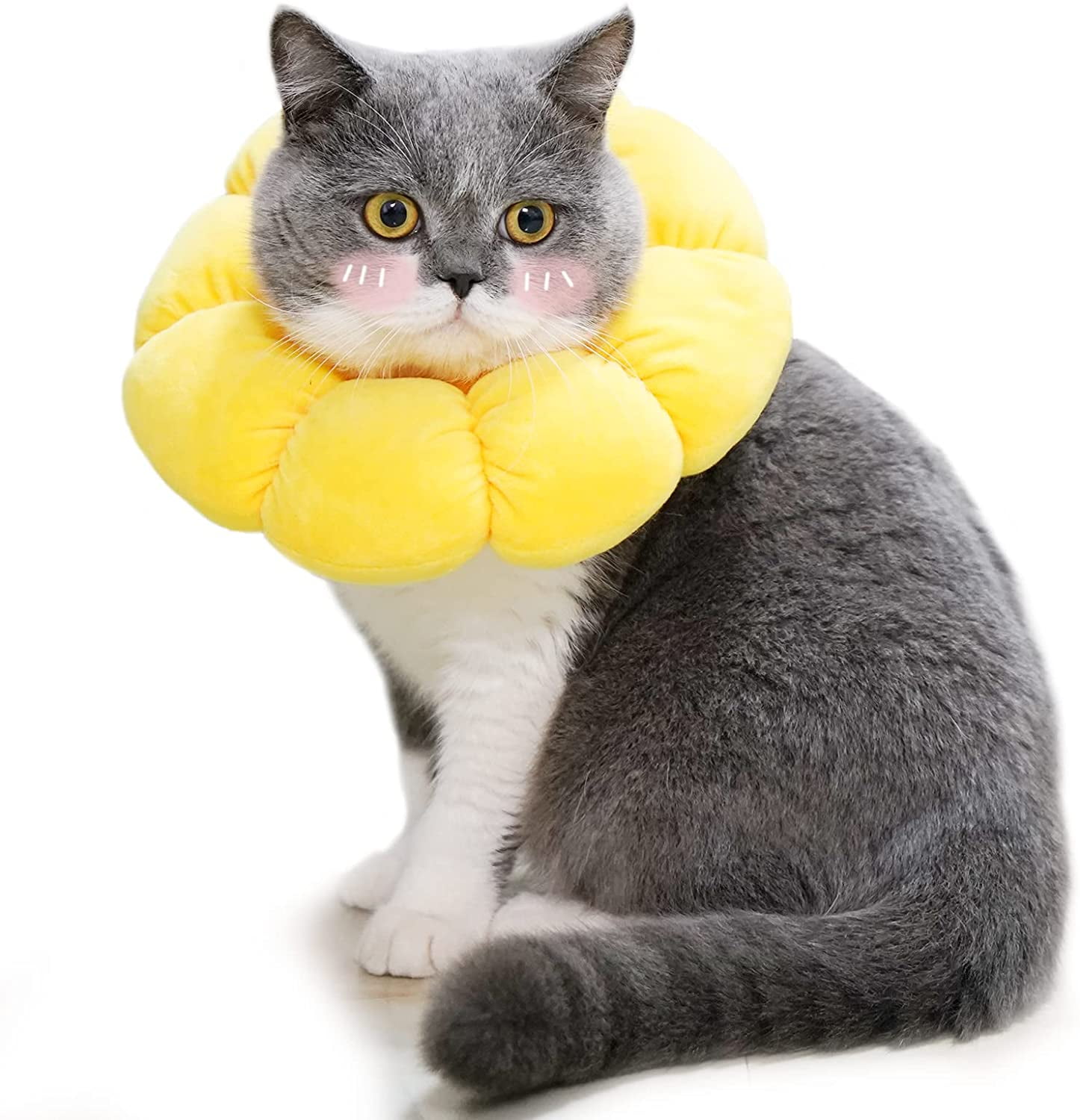 Cat licking cone collar sales