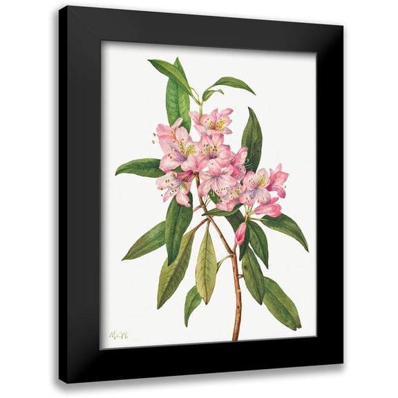 Walcott, Mary Vaux 12x14 Black Modern Framed Museum Art Print Titled - Rose Bay Rhododendron-1932