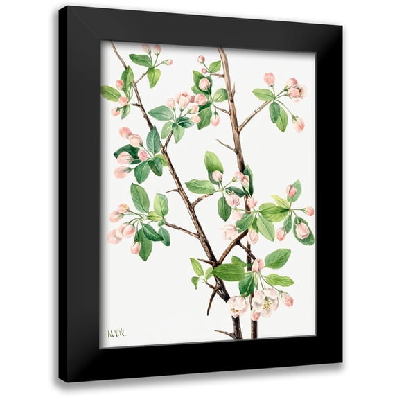 Walcott, Mary Vaux 12x14 Black Modern Framed Museum Art Print Titled - Wild Sweet Crab-1920