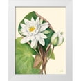thumbnail image 1 of Walcott, Mary Vaux 15x18 White Modern Wood Framed Museum Art Print Titled - American Waterlily-1920, 1 of 4