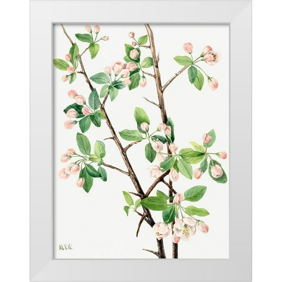 Walcott, Mary Vaux 15x18 White Modern Wood Framed Museum Art Print Titled - Wild Sweet Crab-1920