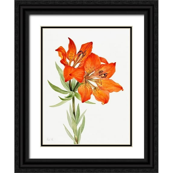 Walcott, Mary Vaux 19x24 Black Ornate Wood Framed with Double Matting Museum Art Print Titled - Red Lily-1923