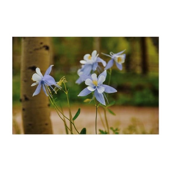 Walden Columbines - Walden Colorado Photography Flowers Floral Botanical Nature Scenic Garden Woodland Unframed Wall Art Print 8 x 12 inches