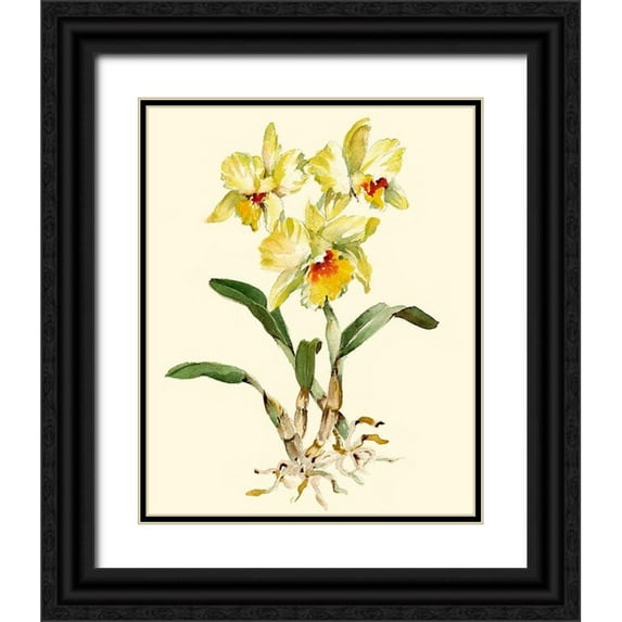 Waldman, Joy 15x18 Black Ornate Wood Framed with Double Matting Museum Art Print Titled - Yellow Cattleya Orchid