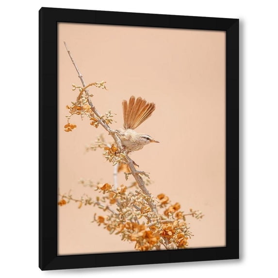 Shlomo Waldmann 18x24 Black Modern Wood Framed Wall Art Titled - Scrub Warbler