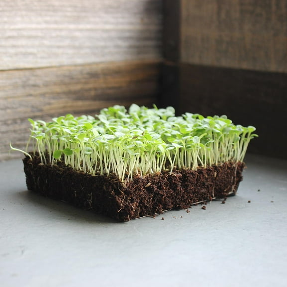 Waldmanns Green Lettuce Seeds: 4 Oz - Non-GMO Vegetable Garden & Microgreens Seeds - Micro / Baby Salad Greens