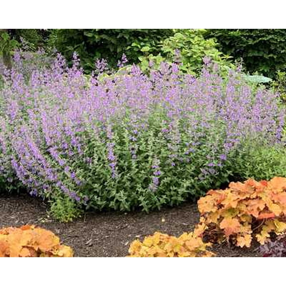 Walker's Low Catmint - 1 Gallon Perennial