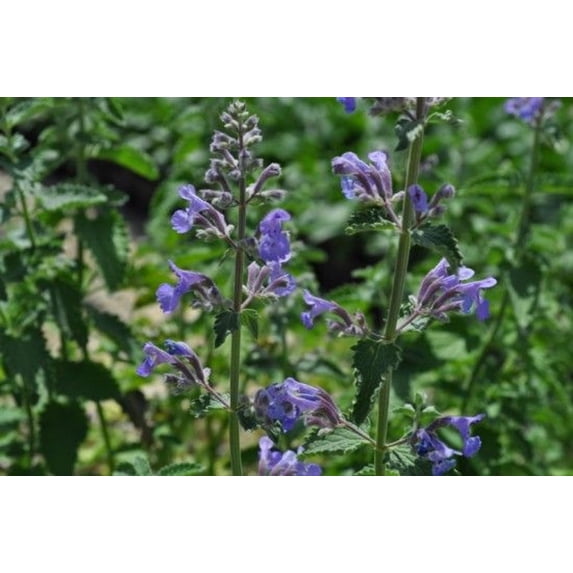 Walker's Low Catmint Perennial - Nepeta faassenii - Quart Pot - Live Plant