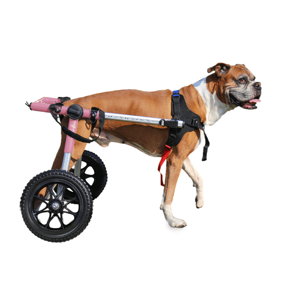 Walkin' Pets Dog Wheelchair - for Med/Large Dogs 50-69 lbs - Veterinarian Approved - Dog Wheelchair for Back Legs — 14-16" leg, pink