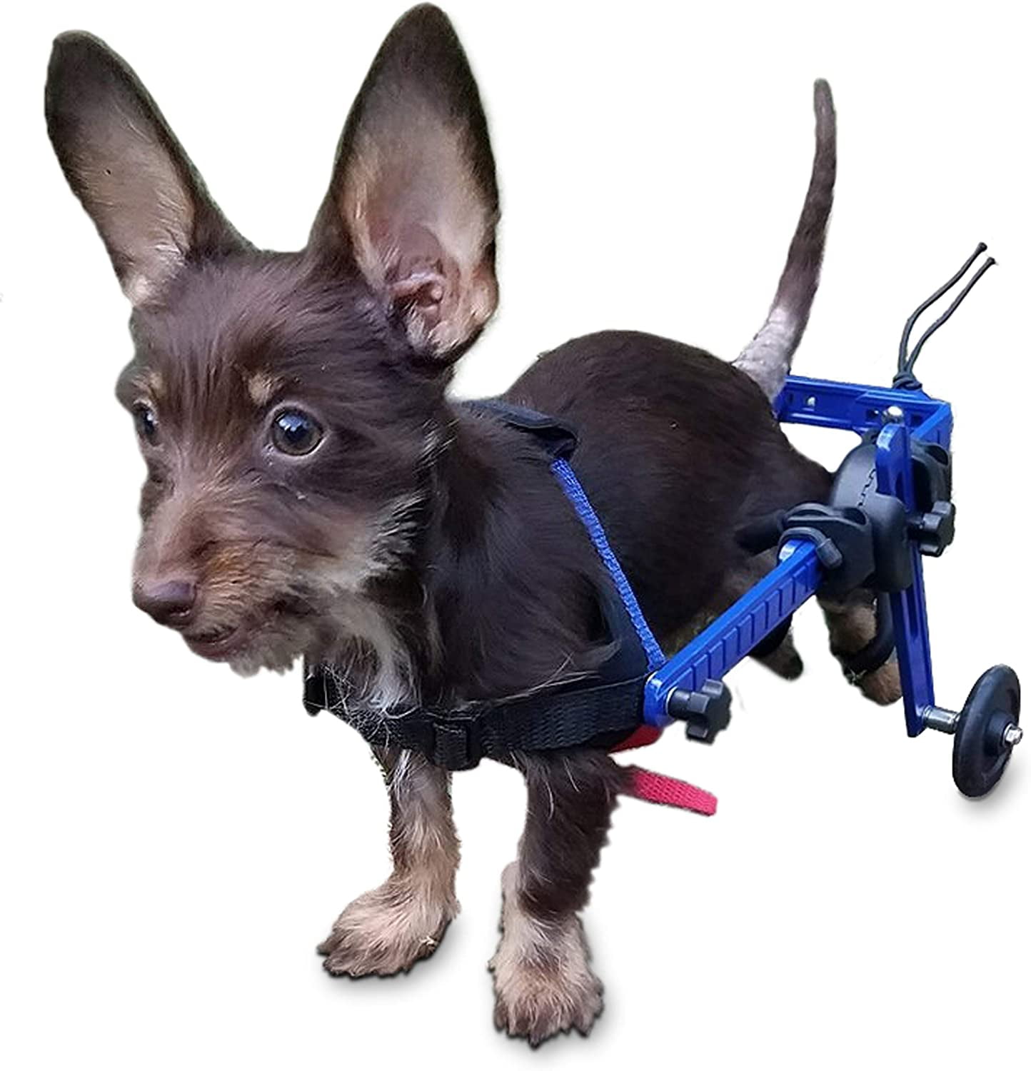 Walkin' Wheels Corgi Wheelchair - for Small Dogs 18-39 lbs - Veterinarian Approved - Wheelchair for Back Legs