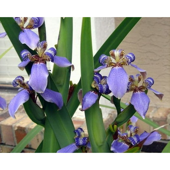 Walking Iris Apostle Plant  3 Extra Large 3 Gallon Plants  Neomarica gracilis  Tropical Foliage  Easy Care Perennial
