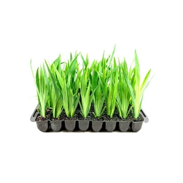 Walking Iris Regina  3 Live Plants  Giant Apostle Plant  Exotic Fragrant Blooming Specimen