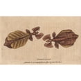 thumbnail image 1 of Walking Leaf Insect, Phyllium Siccifolium Poster Print By ® Florilegius Mary Evans (36 X 24), 1 of 3