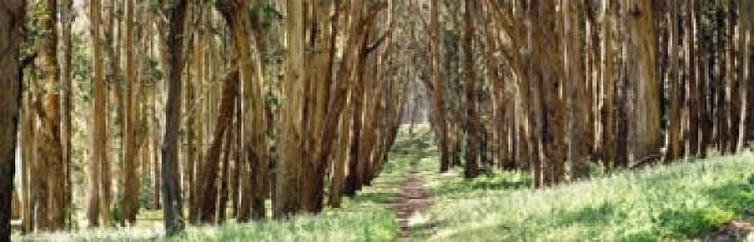 Walkway passing through a forest The Presidio San Francisco California USA Canvas Art - Panoramic Images (18 x 6)