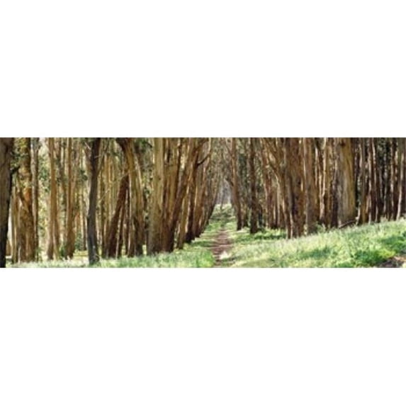 Walkway passing through a forest The Presidio San Francisco California USA Poster Print by - 36 x 12