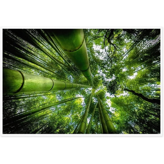 Wall Art Canvas Print Poster Bamboo Forest Bottom View Canvas Painting Nature Oil Painting Contemporary Artwork for Home Decoration Office Kitchen Wall Decor 12x18inch