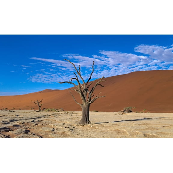 Wall Art Impressions 24x14in Photo Paper dead trees in the clay pan at Dead Vlei in the Namib-Naukluft National Park