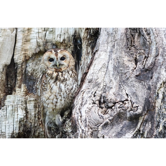 Wall Art Impressions 24x16in Photo Paper Owl Camouflage Wildlife Bird Of Prey Predator Bird