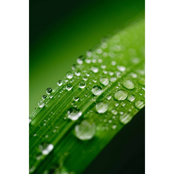 Wall Art Impressions 24x16in Photographic Print Poster Green Water Leaf Dew Nature Grass Drop Plant