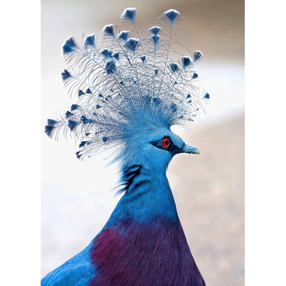 Wall Art Impressions 24x17in Photographic Print Poster Victoria crowned pigeon Bird Animal Plumage Feather