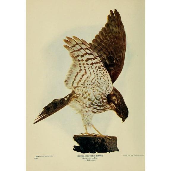 Wall Art Impressions 24x34in Sharp-Shinned Hawk Birds and nature 1902 【Coated Paper】