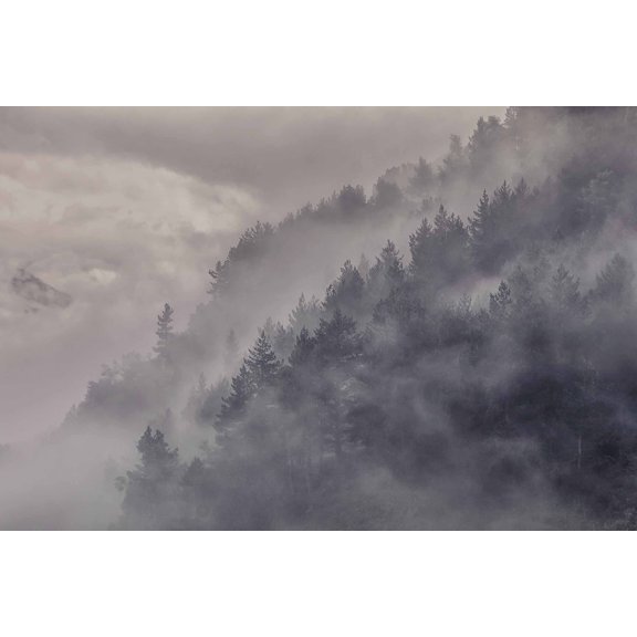 Wall Art Impressions 24x35in Photographic Print Poster Fog Forest Trees Evening Camping Travel Summer