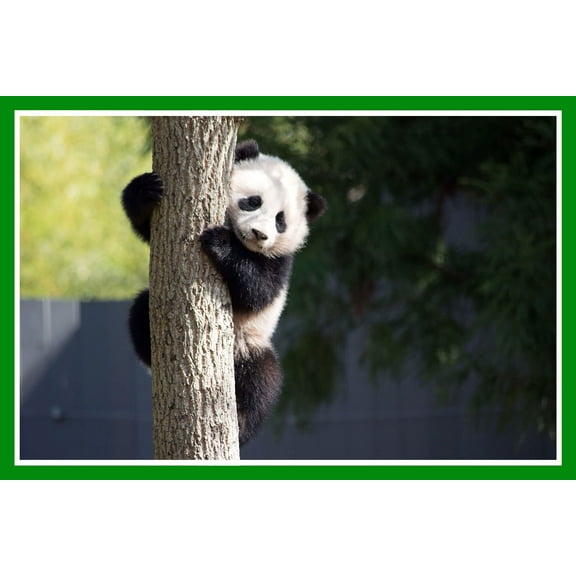 Wall Art Impressions 24x36in Panda Photographic Print Poster Art Print Cute Giant Panda Cub Climbing up