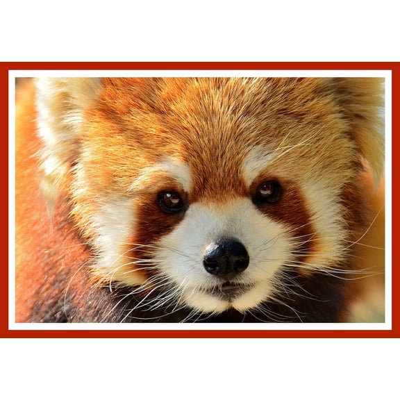 Wall Art Impressions 24x36in Red Panda Face, Photographic Print Poster Panda close-up Art Print