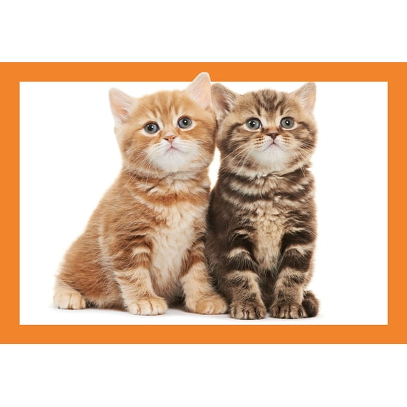 Wall Art Impressions 24x36in Tiny kittens, Photographic Print Poster Pets cuddly puppies and fluffy ducklings pair up for cute photo shoot