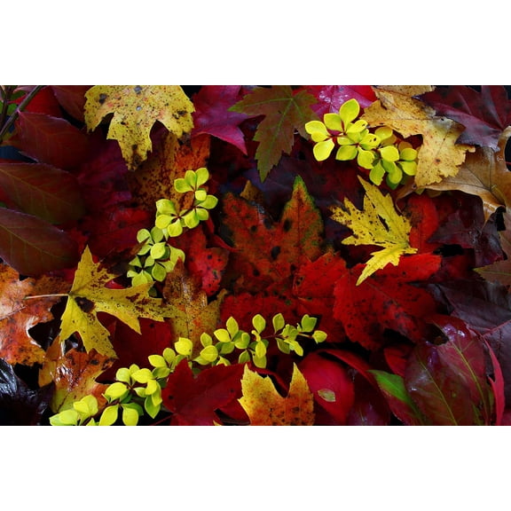 Wall Art Impressions 24x36in Virginia Forest Wander Photographic Print Art Print Poster Autumn Scenery Pictures Fall foliage leaves