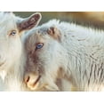 thumbnail image 1 of Wall Art Impressions 31x24in Photographic Print Poster Photo Sheep Animal Lamb Love Wool Eyes Snout Friends, 1 of 3