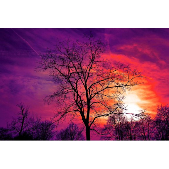 Wall Art Impressions 35x24in Photographic Print Poster Tree Bare Tree Sunset Sky Sunset Sky Color Red