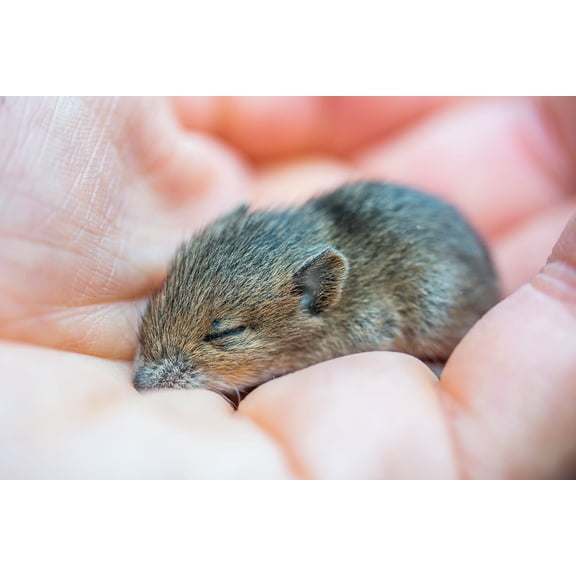 Wall Art Impressions 36x24in Animal Rodent Baby Mouse Mouse Hand Sleeping Cute 【Photo Paper】