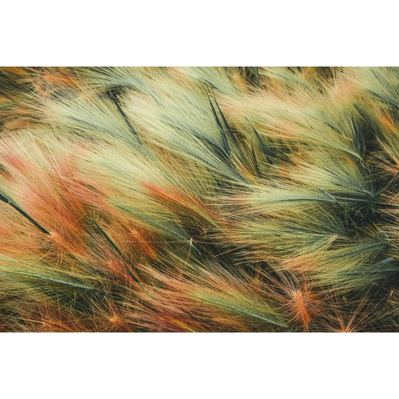 Wall Art Impressions 36x24in Photographic Print Poster Background Abstract Nature Surface Plants