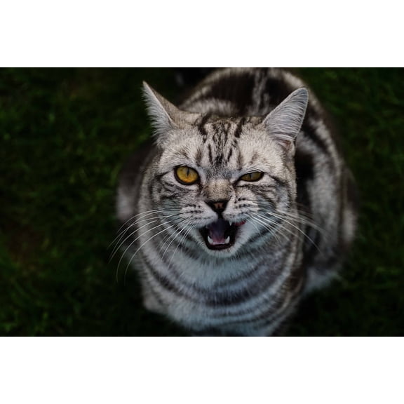 Wall Art Impressions 36x24in Photographic Print Poster Cat View Animal Eyes Head Pet Domestic Cat