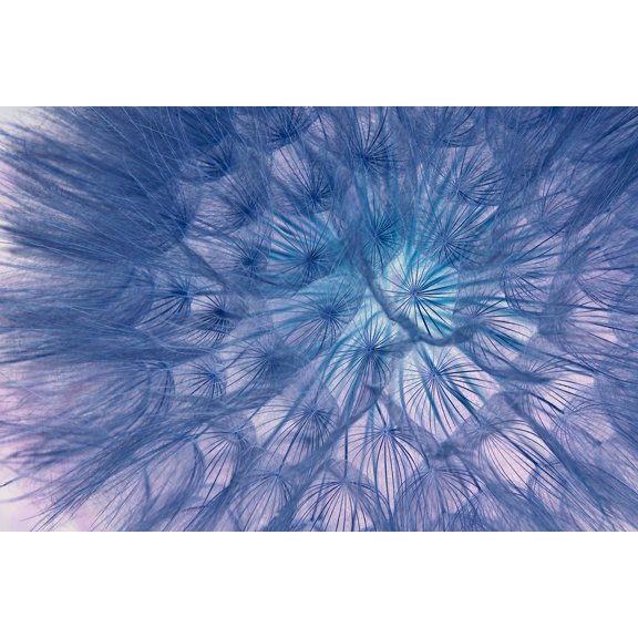 Wall Art Impressions 36x24in Photographic Print Poster Dandelion Seeds Flower Nature Macro Blooms at