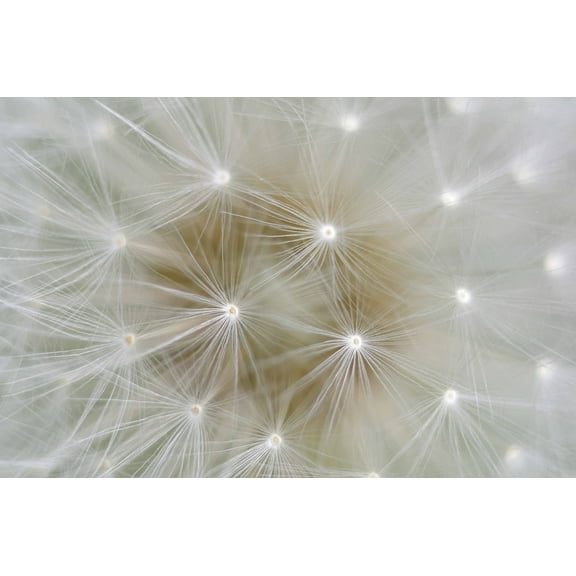 Wall Art Impressions 36x24in Photographic Print Poster Dandelion Seeds Nature Close up Macro