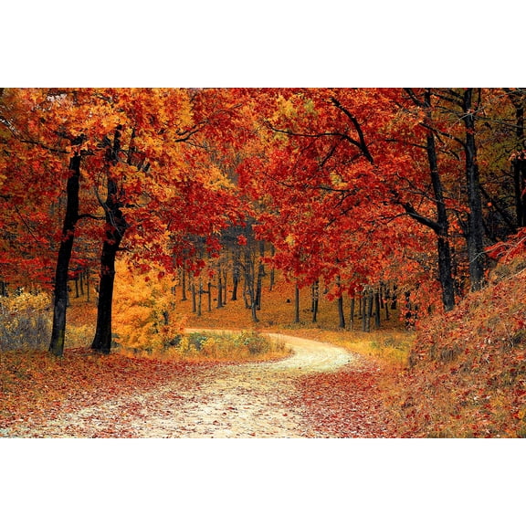 Wall Art Impressions 36x24in Photographic Print Poster Fall Autumn Red Season Woods Nature Leaves Tree