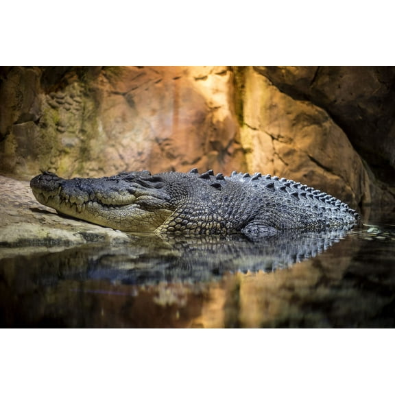 Wall Art Impressions 36x24in Photographic Print Poster Fish Blue Water Design Art Cool Photo Image