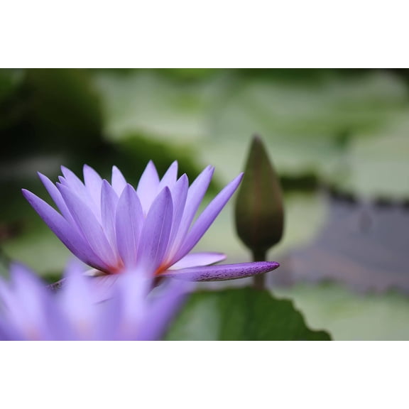 Wall Art Impressions 36x24in Photographic Print Poster Flower Lotus Petals Buds Pond Nature Blooming
