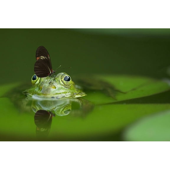 Wall Art Impressions 36x24in Photographic Print Poster Frog Butterfly Pond Mirroring Nature Water